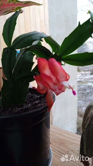 Комнатные цветы