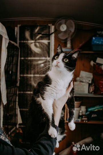 Ласковые котики из приюта в добрые руки