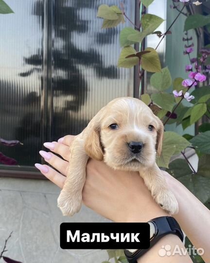 Английский кокер спаниель