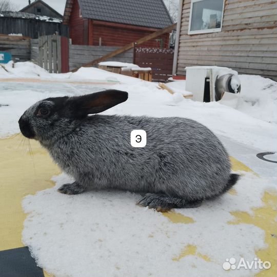 Чистопородные кролики