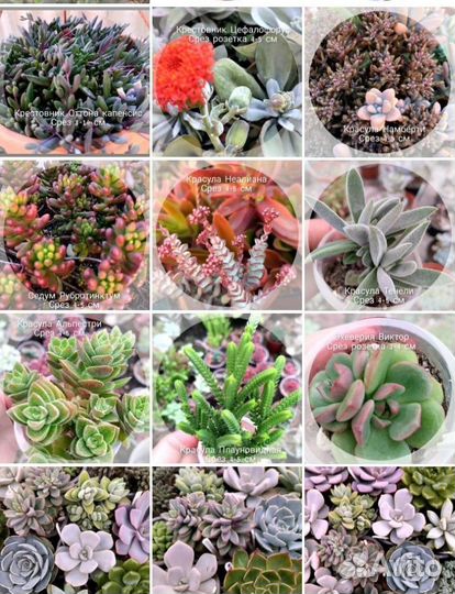 Кактусы и суккуленты