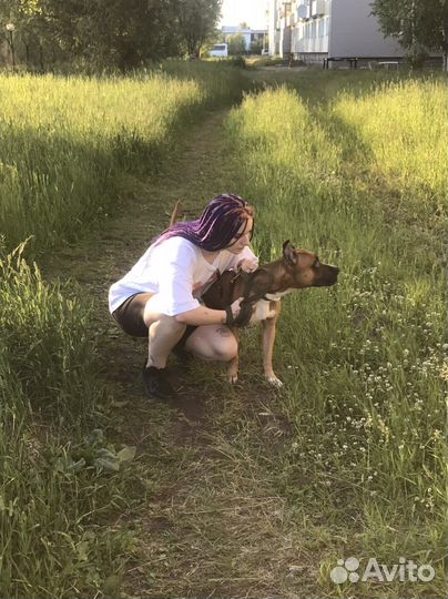 Передержка животных, выгул)