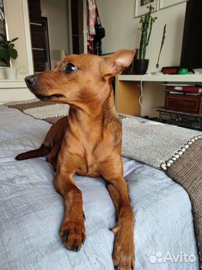 Передержка небольших сообак