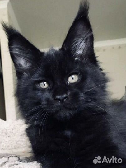 Котята мейн кун вязка