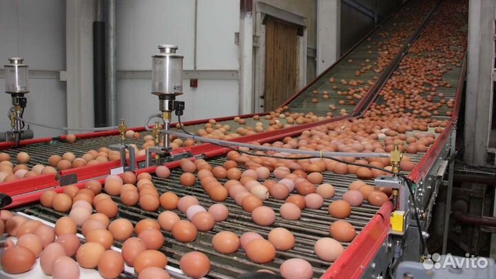 Птицефабрика ищет сотрудников, вахта Челябинск