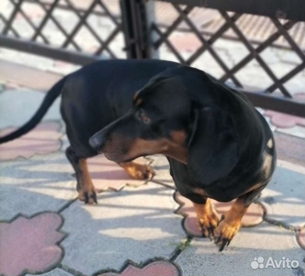 Такса стандартная Гладкошéрсная