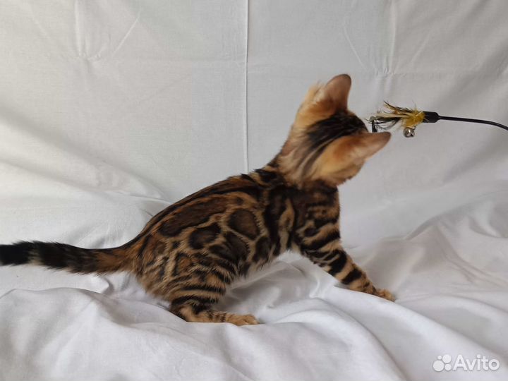 Бенгальская