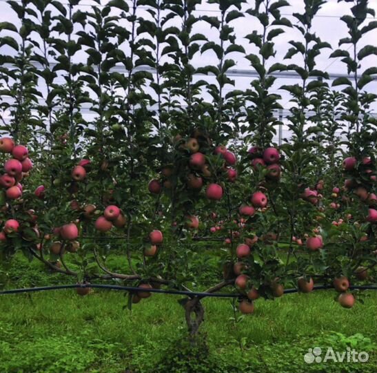 Саженцы яблони Черешни оптом