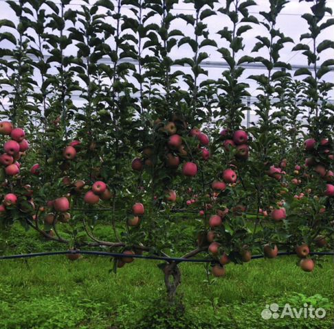 Саженцы яблони Черешни оптом