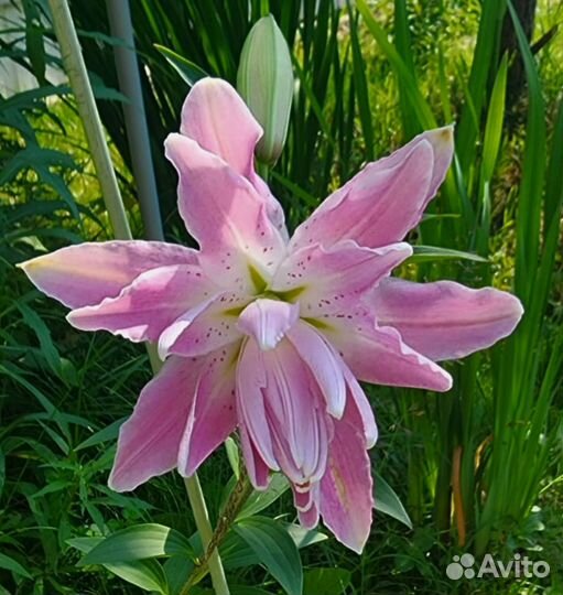 Лилия Лотос Элеганс