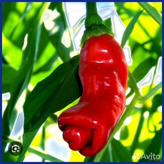 Рассада Горького перца