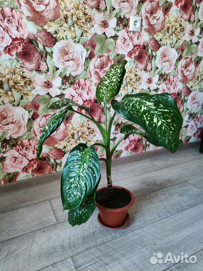 Диффенбахия