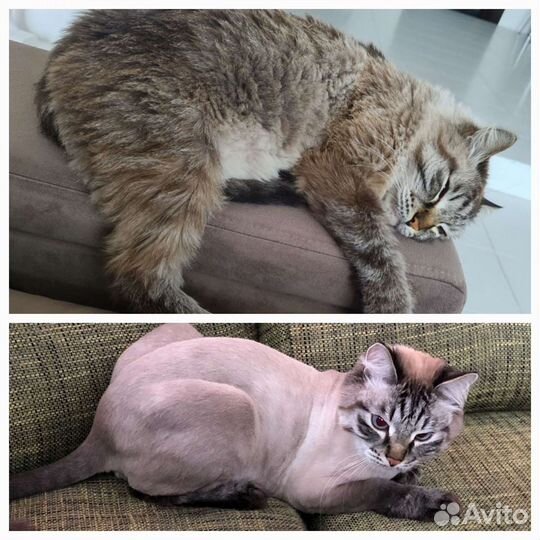 Машинки для стрижки кошек и собак, так же запчасти