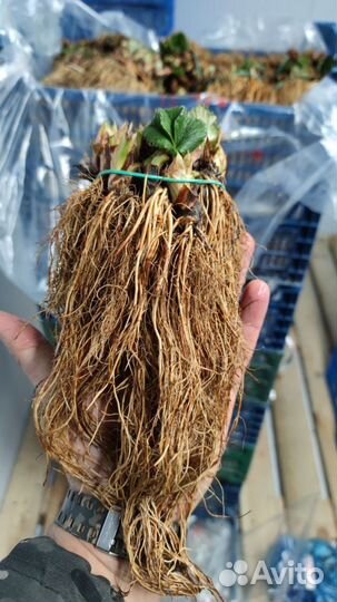 Рассада клубники