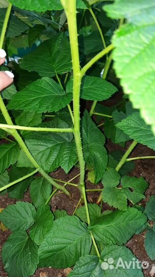 Саженцы ремонтантной малины