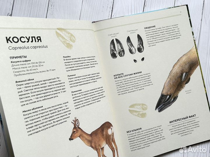 Лесные животные в натуральную величину