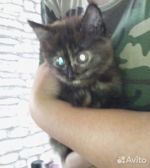 Котята бесплатно