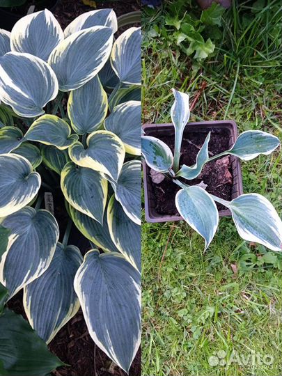 Хосты продаю остатки