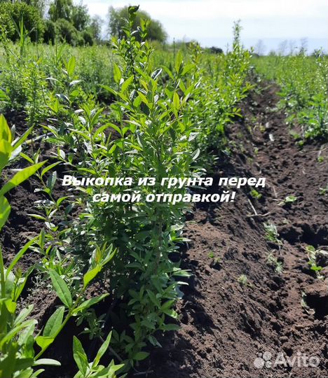 Бирючина для изгороди