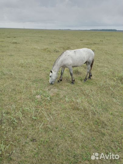 Продам жеребчика