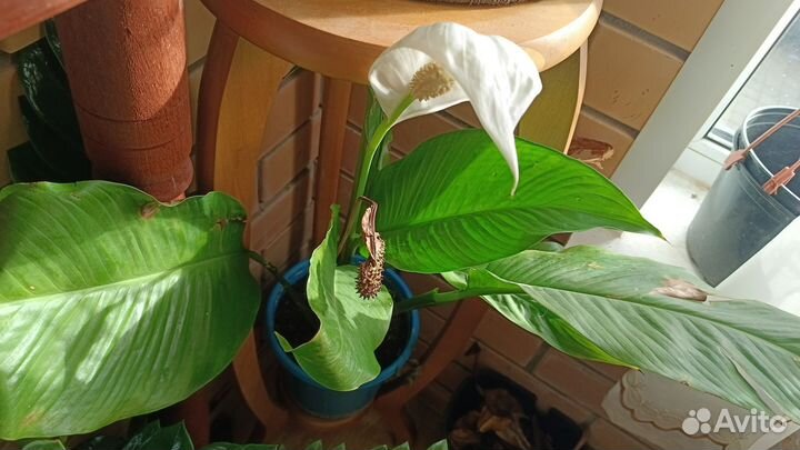 Спатифиллум