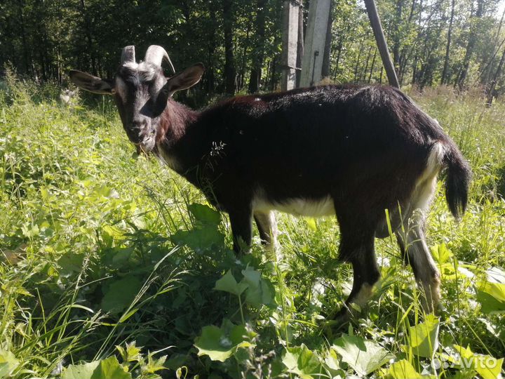 Молодая коза