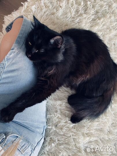 Сибирские котята