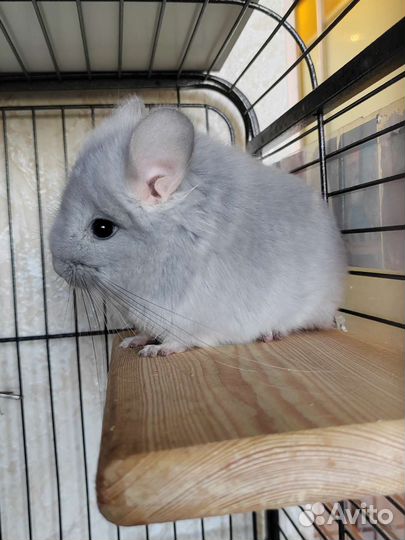 Шиншилла голубой бриллиант ангорский