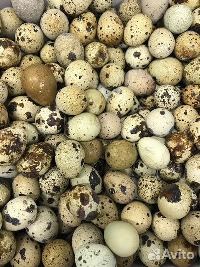 Яйца перепелиные домашние