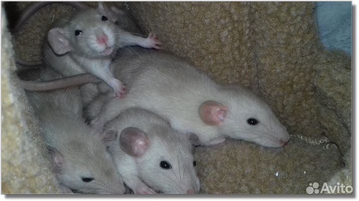 Питомник крысят Дамбо, крысы
