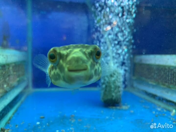 Тетрадон мбу