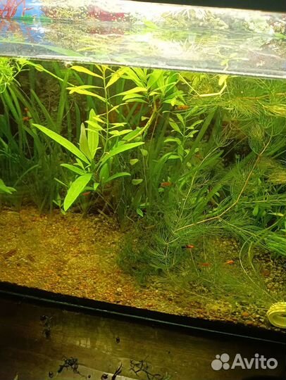 Растения для аквариума
