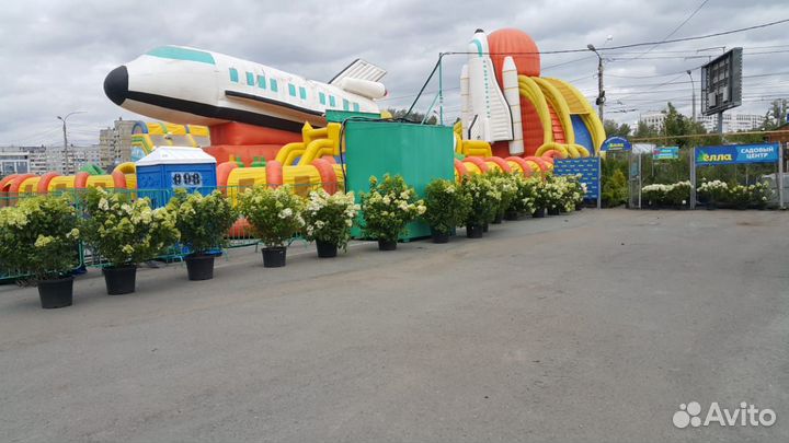 Гортензия метельчатая в ассортименте