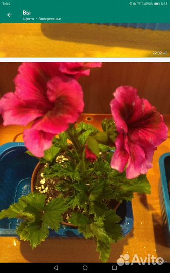 Королевская пеларгония (герань)