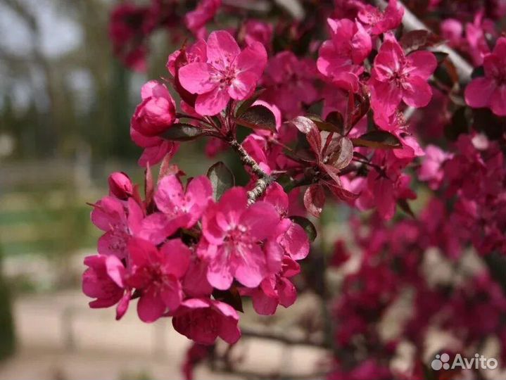 Яблоня Ранетка краснолистная декоративная