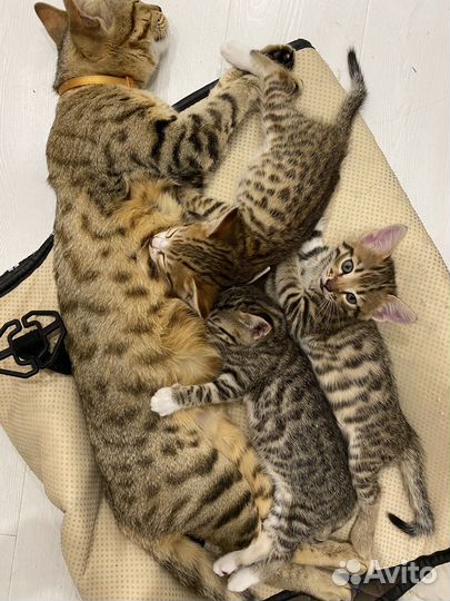 Бенгальская кошка
