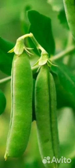 Горох свежий в стручках
