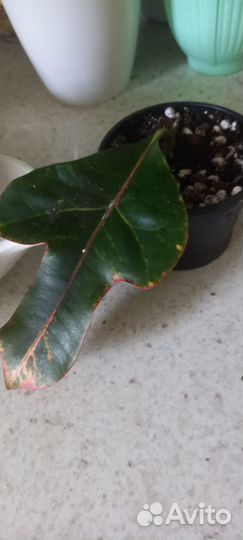 Монстера манки и другие малыши