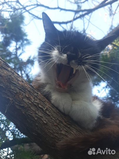 Кошка в дар