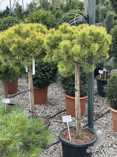 Сосна mugho Golden Globe на штамбе