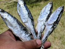 Рыбные семечки Уклейка вяленая, Пенза