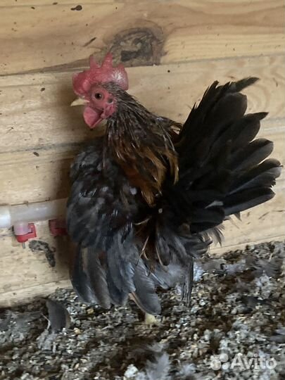 Кохинхин, малазийская серама