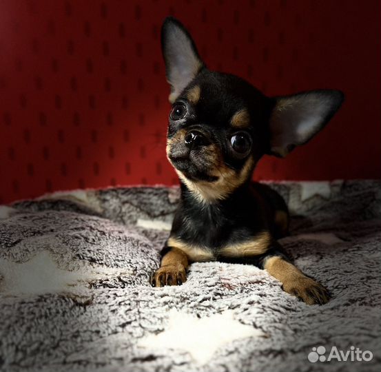 Чихуахуа девочка