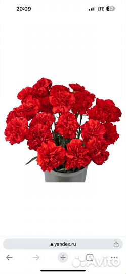 Красная гвоздика оптом и в розницу
