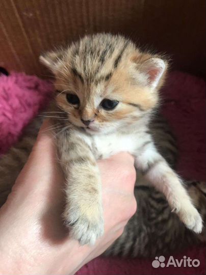Шотландский кот вязка