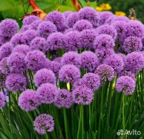 Лук декоративный продаю большими кустами