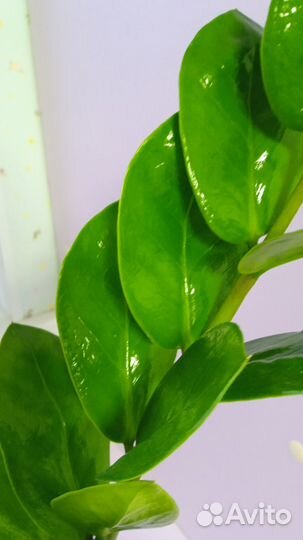 Замиокулькас