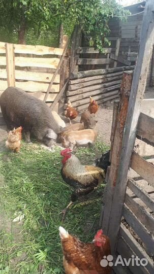 Поросята мангалица