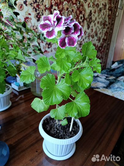 Пеларгония герань