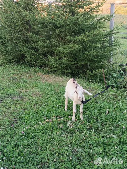 Зааненская дойная коза и Альпийские козлята